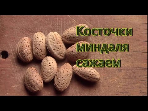 Видео: Миндаль.  Сажаем косточки миндаля.