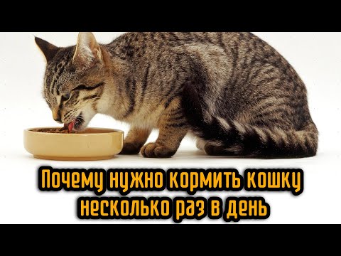Видео: Почему нужно кормить кошку несколько раз в день