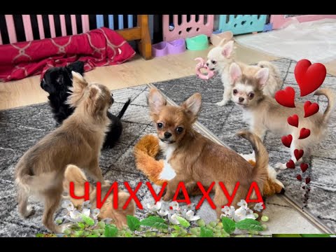 Видео: Обзор помёта ЧИХУАХУА длинношерстные. У нас можно купить щенка чихуахуа. Puppy chihuahua @ chivava