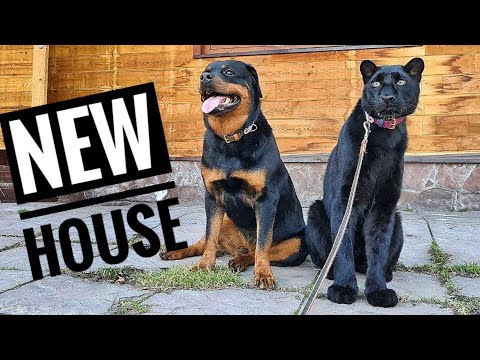 Видео: Новый дом для Луны, Вензы и людей😸🏠