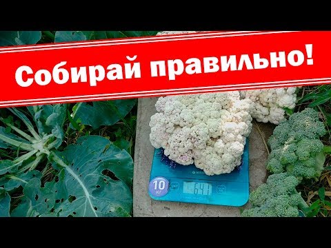 Видео: Обзор урожая цветной капусты и брокколи. Как правильно срезать капусту