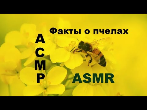 Видео: АСМР. ФАКТЫ О ПЧЕЛКАХ. ПОЗНАВАТЕЛЬНО