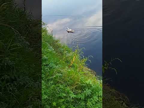 Видео: Что за неизвестная птица?