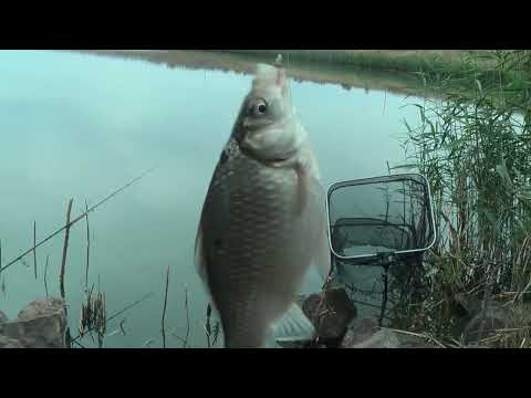 Видео: Ловля карася осенью. Самая Лучшая Наживка. #рыбалка #карась #манка