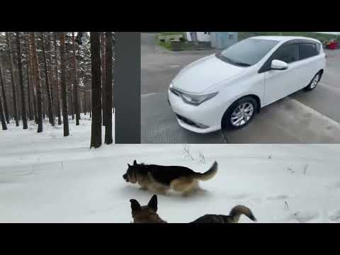 Видео: Дешево крутую тачку из Японии- можно..