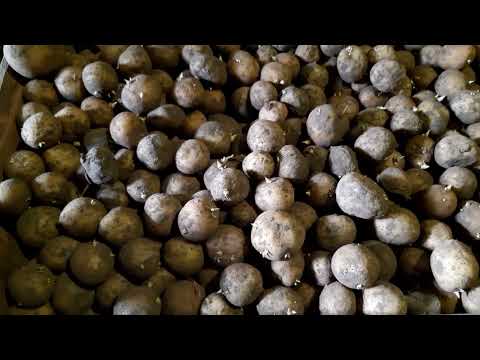 Видео: Посадочный материал картофеля тирас и другие  сорта 2022.