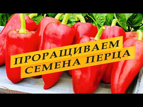 Видео: Как правильно прорастить семена перца.