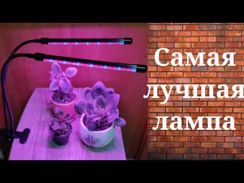 Видео: Чудо лампа для Ваших растений.Фитолампа для рассады.