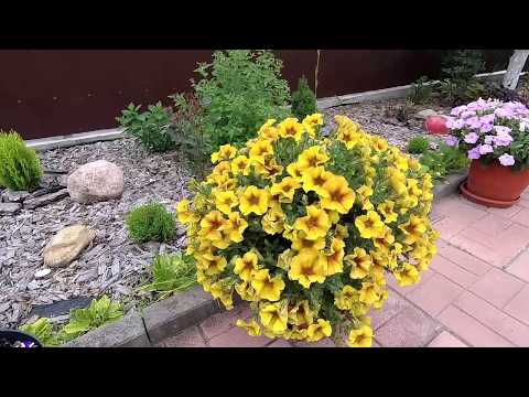 Видео: Обзор ампельных и каскадных петуний 13 06 2020