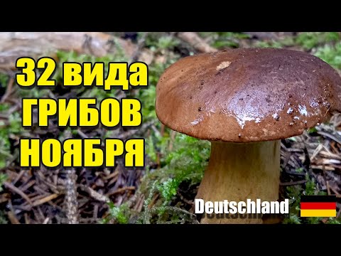Видео: Какие ГРИБЫ растут в НОЯБРЕ. Грибы Германии 2025