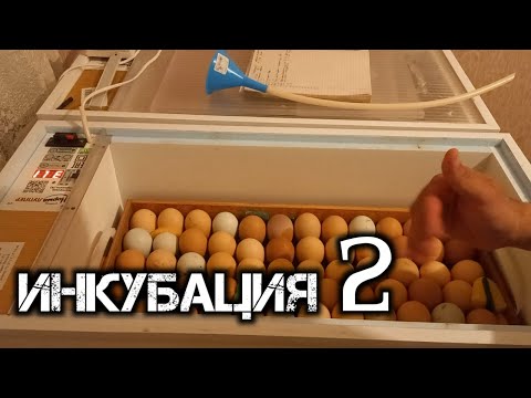 Видео: ИНКУБАЦИЯ ЯИЦ часть 2