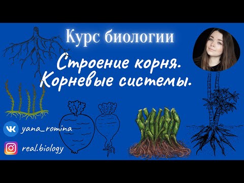 Видео: Корневые системы. Строение корня.
