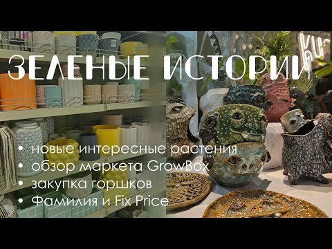 Видео: Зеленые истории: новые растения, закупка горшков, обзор магазинов и маркетов.