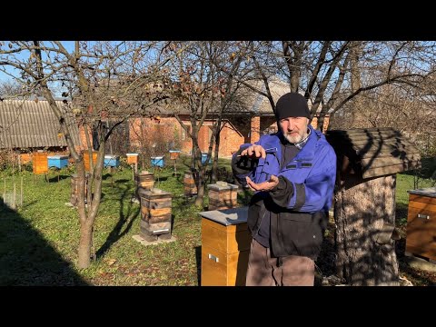 Видео: Як опустити клуб бджіл в низ гнізда (08.11.2024 р.)