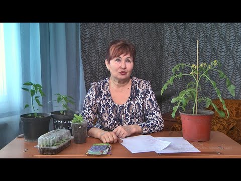 Видео: "Удачная среда" - борьба с мошками в рассаде (Бийское телевидение)