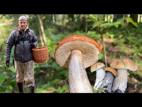 Видео: Осеннее грибалище 🍄🔪👍 #мавасе #mushroom #грибалка #тихаяохота #белыегрибы #грибыленобласть 