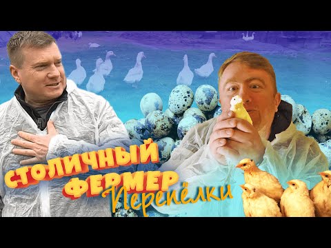 Видео: Разведение и содержание перепелов. Перепелиный бизнес. Столичный фермер - 5 серия