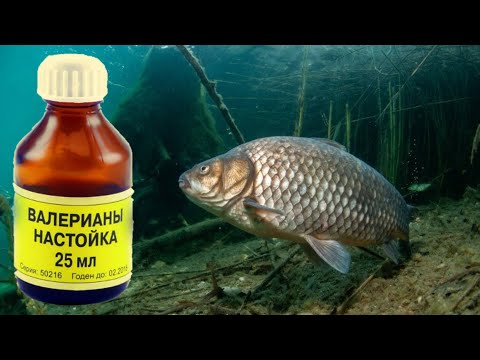 Видео: Карась ДУРЕЕТ от Валерьянки?! Подводная съемка весной