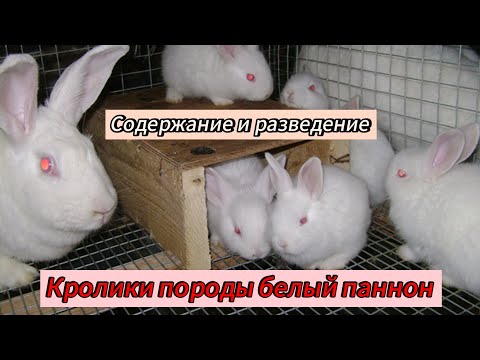 Видео: Кролики породы белый паннон. Плюсы и минусы паннона. Содержание и разведение паннонов #паннон