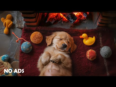 Видео: Музыка для исцеления собак🐕‍🦺Музыка от глубокой тревоги разлуки для собак 🐶 Музыка для глубокого сна