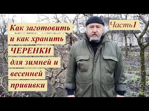 Видео: Заготовка черенков для прививки Ч1