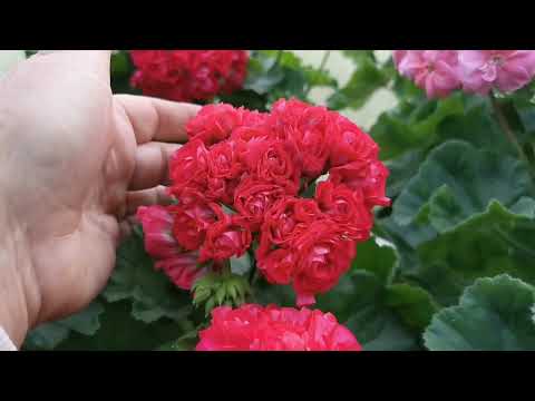 Видео: Цветение пеларгоний, конец мая 2024г.