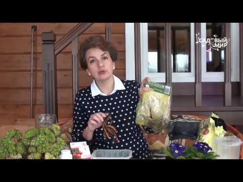 Видео: Растения для тени  Дицентра, или разбитое сердце