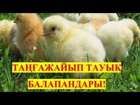 Видео: 🌟🐥 Таңғажайып тауық балапандары 🐥🌟 | @ҒылымиЖобалар 