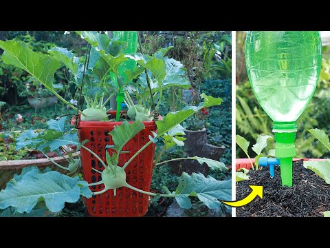 Видео: Как вырастить кольраби в пластиковой корзине