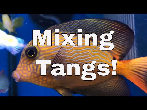 Видео: Как смешать несколько растворов в одном резервуаре