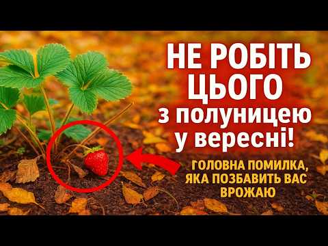 Видео: НЕ РОБІТЬ ЦЬОГО з полуницею у вересні! 🚫 Головна помилка, яка позбавить вас врожаю.