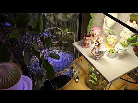 Видео: КОМНАТНЫЕ РАСТЕНИЯ #plants #top #garden #цветы #home #orchid #