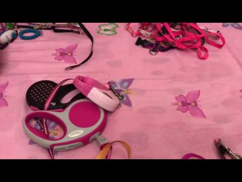 Видео: Амуниция моей собаки