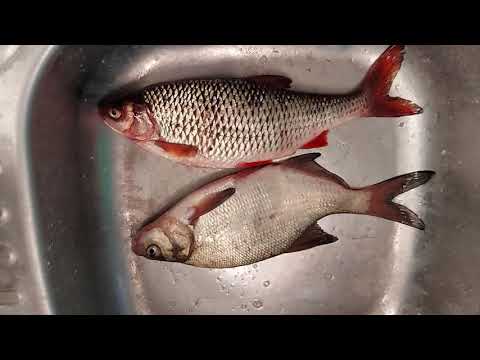 Видео: Осенняя рыбалка на херабуну. Озеро Когальное.