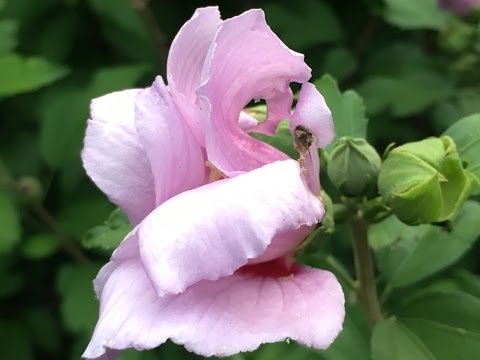Видео: ГИБИСКУС СИРИЙСКИЙ - ВСЕ О ВЫРАЩИВАНИИ