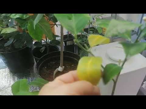 Видео: Поболтаем? Классный сорт - лимон Мейера!