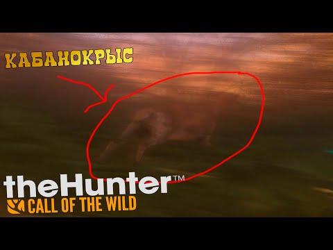 Видео: КАБАНОКРЫС НАПАЛ НА МЕНЯ СО СПИНЫ! | theHunter: Call of the Wild