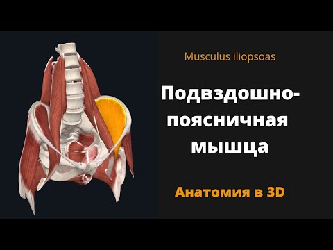 Видео: Подвздошно-поясничная мышца. Musculus iliopsoas. Антомия в 3D.