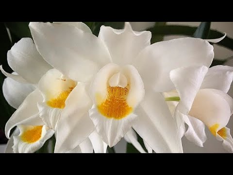 Видео: Целогины (Coelogyne) и Максилярии( Maxillaria) в моей коллекции