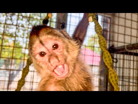 Видео: ОБХОХОЧЕШЬСЯ! Финик с Анфисой УСТРОИЛИ НАСТОЯЩИЙ КИПИШ за 5 минут!