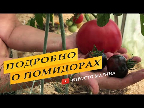 Видео: Как я выращиваю помидоры. Все этапы подробно! От А до Я.