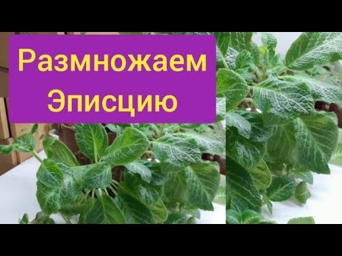 Видео: Размножить Эписцию проще простого. Я так делаю.