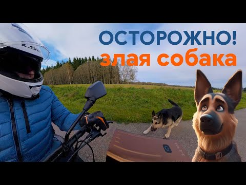 Видео: Поехал кататься и нарвался на злую собаку 🐶 #adventure #lifeonwheels #dji #4k #osmo #osmo360 #autumn