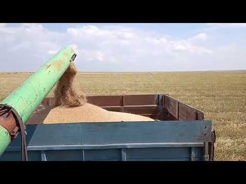 Видео: Нива СК-5 в работе, уборочная 2025