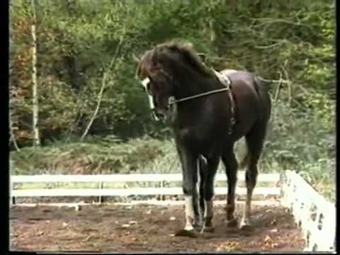 Видео: Филипп Карл, работа на вожжах