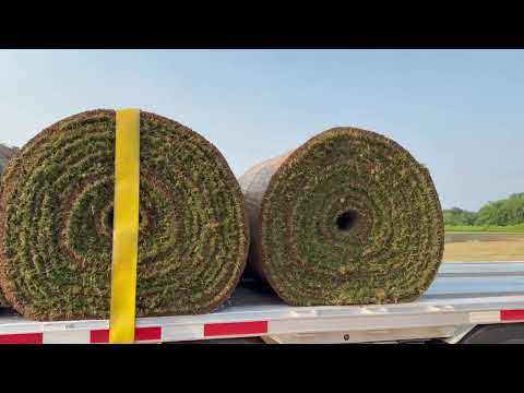 Видео: Газон Nashville Tennessee🇺🇸