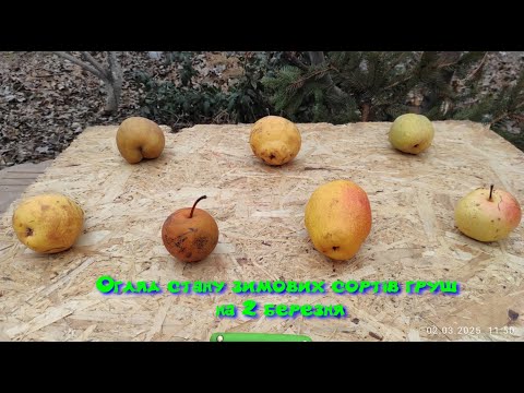 Видео: Огляд стану зимових сортів груш на 2 березня