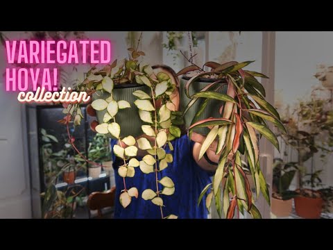 Видео: Коллекция пестрых хой | Рейтинг моих пестрых хой