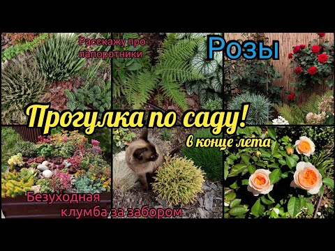 Видео: Прогулка по саду в конце августа. Зацветают розы. Простые в уходе растения. Очиток, папоротники.