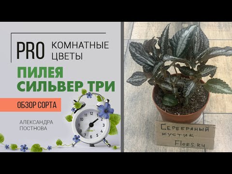 Видео: Пилея Сильвер Три - неприхотливое комнатное растение | Любовь с первого взгляда |Серебряное чудо.